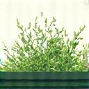 Illustration of CO2 being absorbed by green roof plants